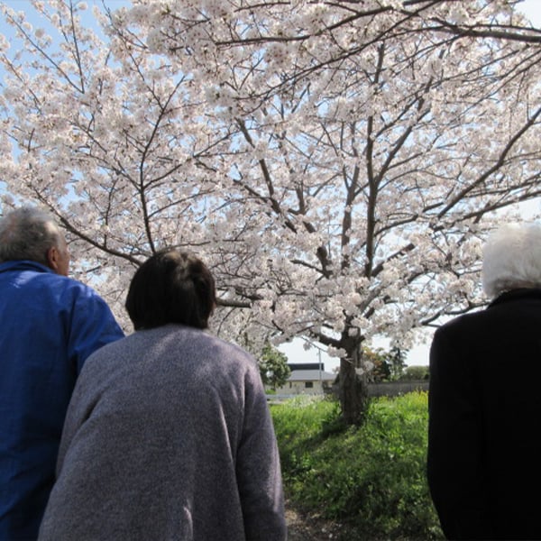お花見